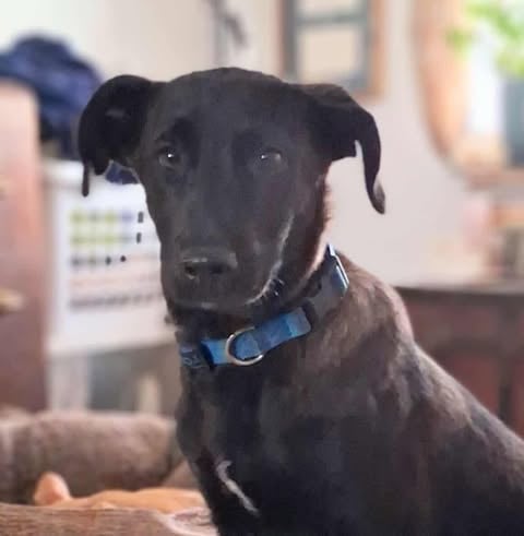 Simba *FOSTER NEEDED April 15th!*, an adoptable Terrier in Crystal, MN