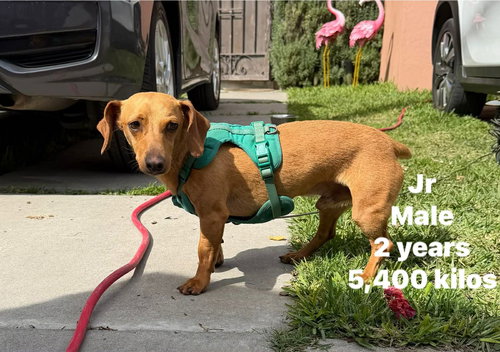 Junior *FOSTER NEEDED April 15th!*, an adoptable Dachshund in Crystal, MN