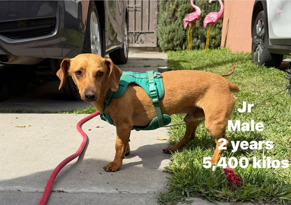 Junior *FOSTER HOME NEEDED*