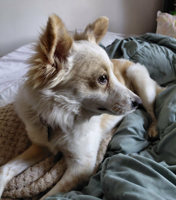 Lucy *FOSTER HOME NEEDED*