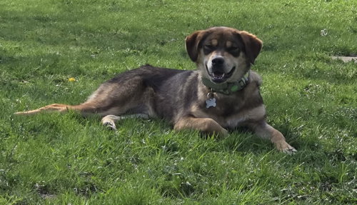Chocolata, an adoptable Terrier in Crystal, MN