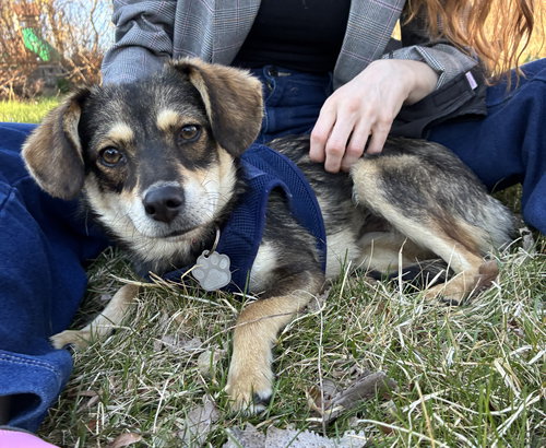 Chuyita, an adoptable Terrier in Crystal, MN