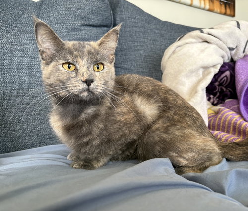 Katrina, an adoptable Domestic Medium Hair in Crystal, MN