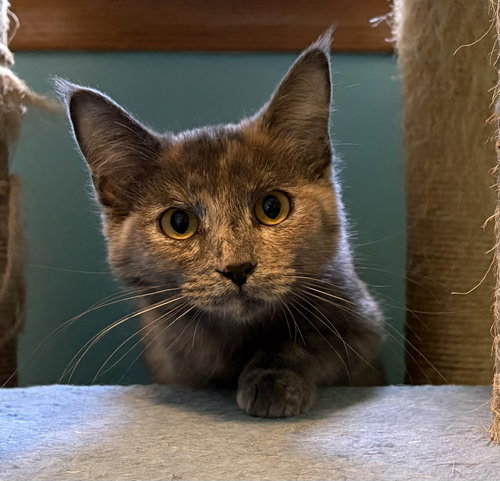 Katrina, Young Domestic Medium Hair / Mixed (medium coat), cat for adoption in Eagan, Minnesota