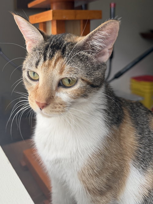 Bella, an adoptable Domestic Short Hair in Crystal, MN