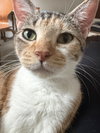 Bella