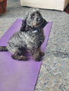 Ezekiel (Zeke) *FOSTER HOME NEEDED*