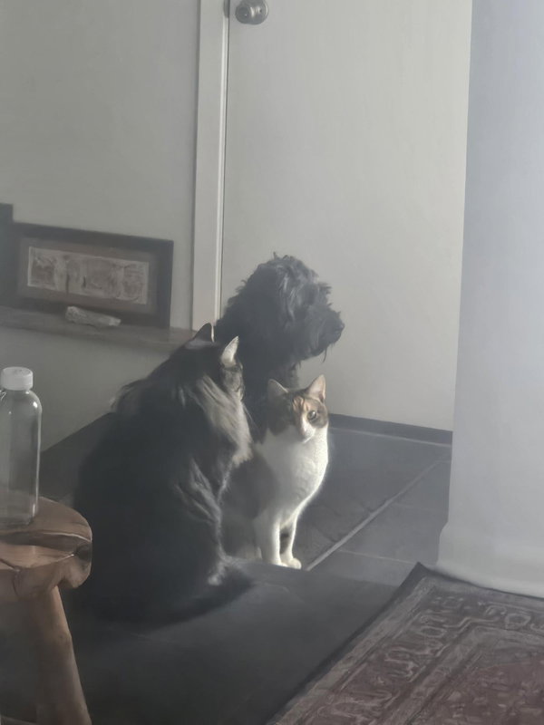 Ezekiel (Zeke) *FOSTER HOME NEEDED*