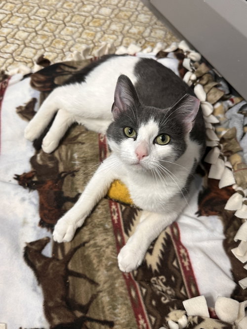 Ali, an adoptable Domestic Short Hair in Crystal, MN