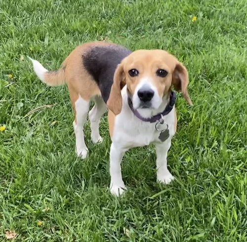 Pixi, an adoptable Beagle in Crystal, MN