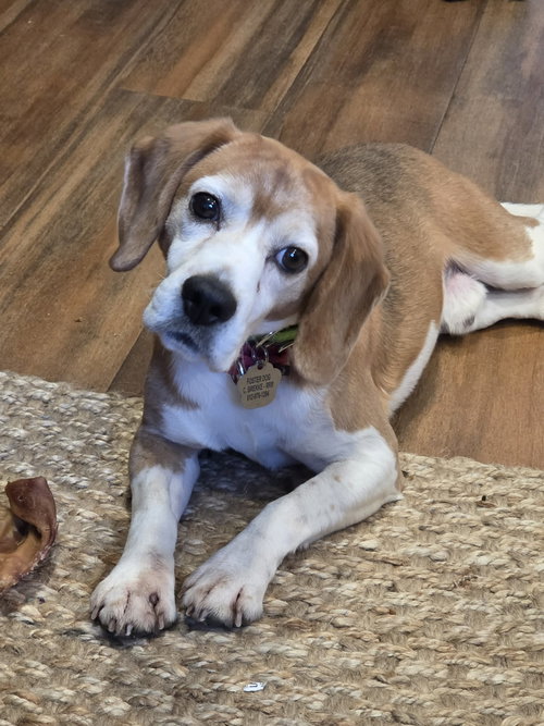 Judd, an adoptable Beagle in Crystal, MN