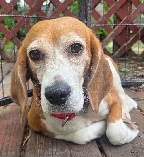 Liberty, an adoptable Beagle in Crystal, MN