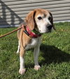 Ridglan Beagles