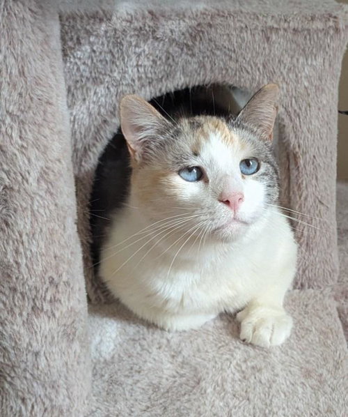 Brie, an adoptable Domestic Short Hair in Crystal, MN