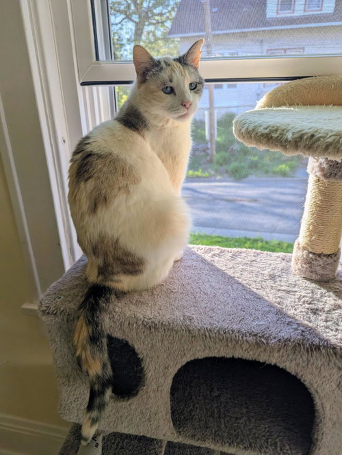 Brie, Adult Domestic Short Hair / Mixed (short coat), cat for adoption in St. Paul, Minnesota