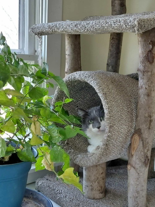 Oliver, an adoptable Domestic Long Hair in Crystal, MN