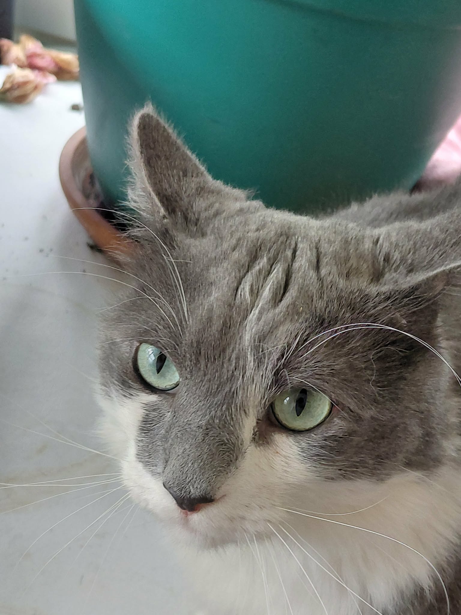 Oliver, photo 2