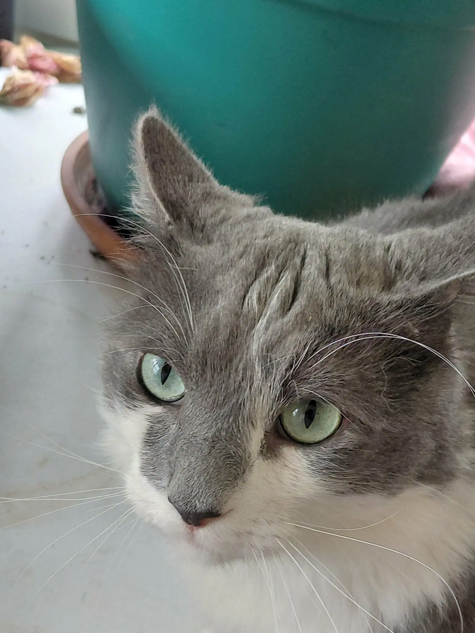 Oliver image 2