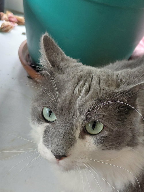 Photo 2 of Oliver