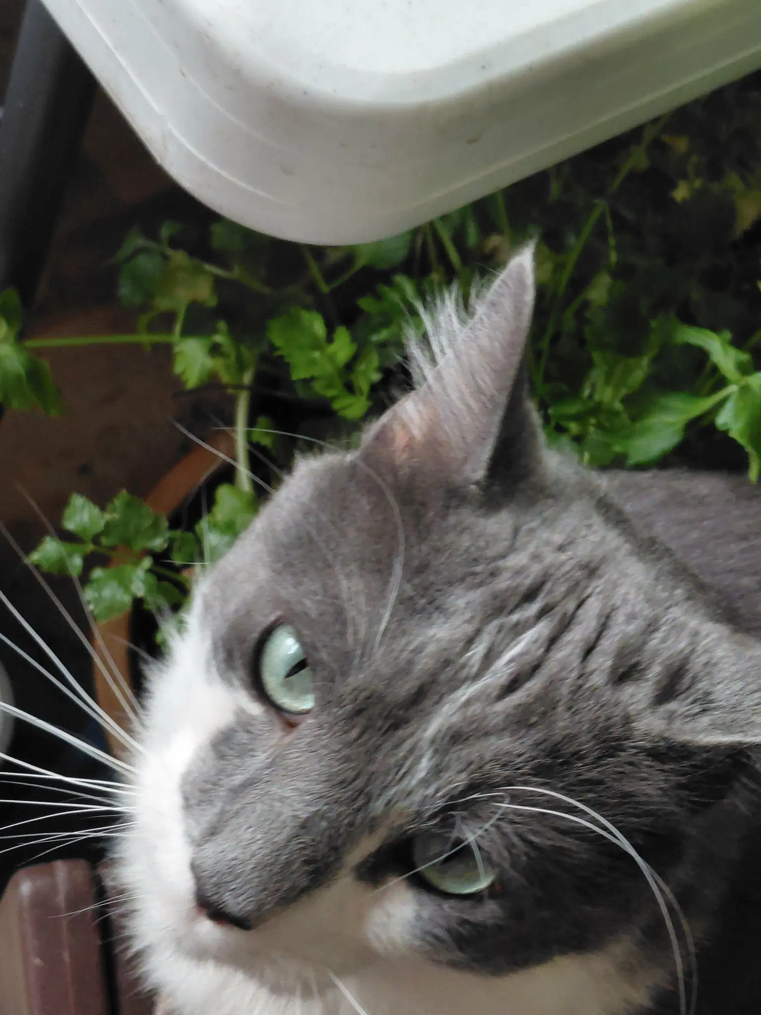 Oliver image 4