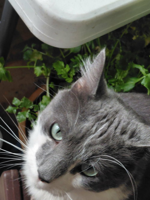 Photo 4 of Oliver