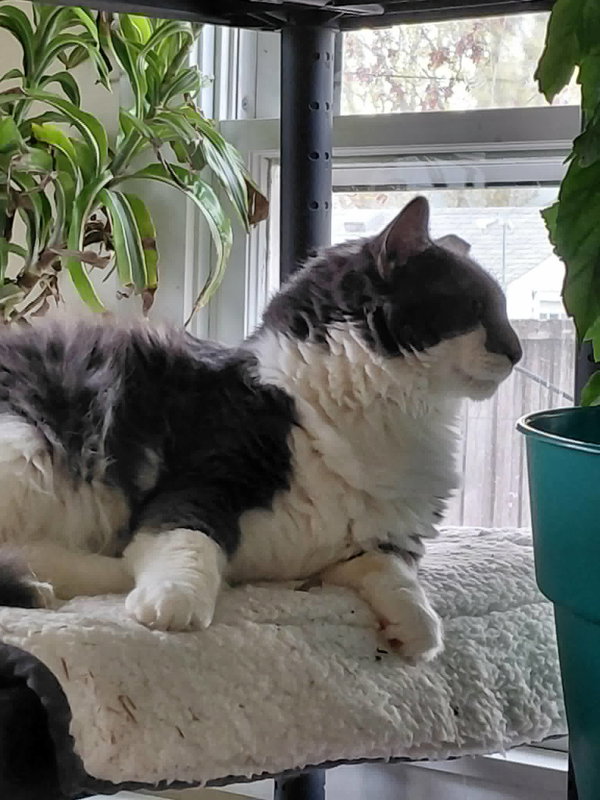 Oliver