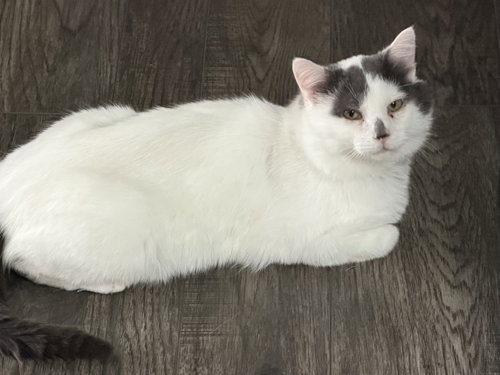 Smudge