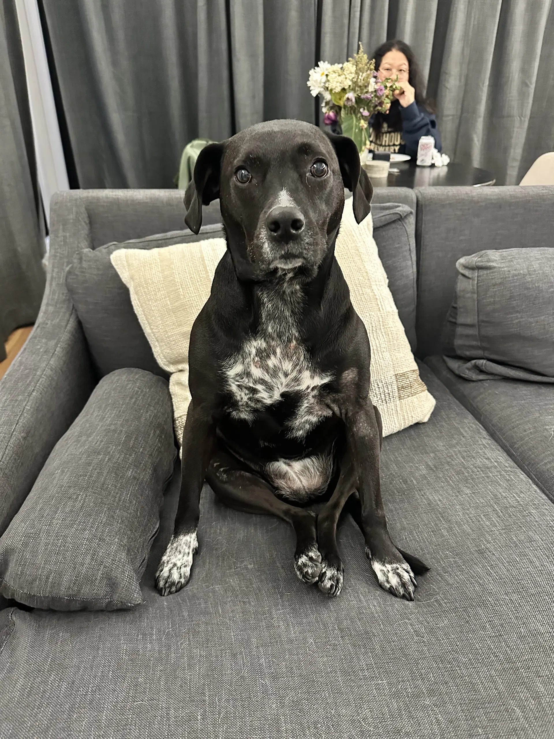 Wren Foster Home Needed - Beagle