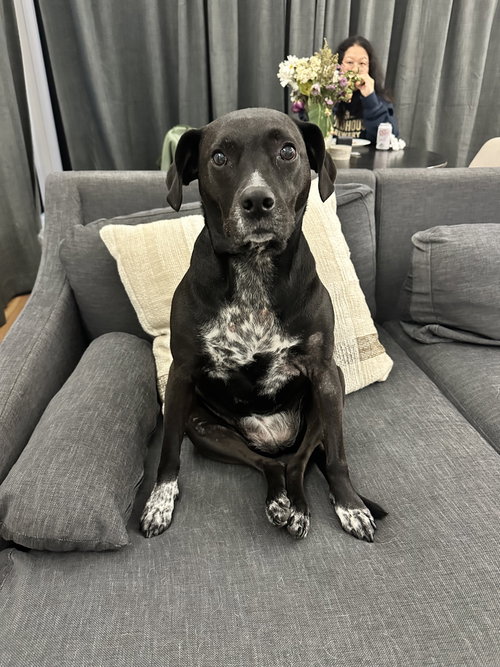 Wren, an adoptable Beagle in Crystal, MN