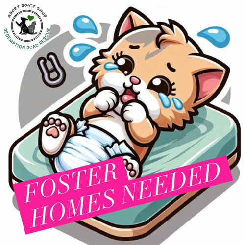 *KITTEN FOSTERS NEEDED*, an adoptable Domestic Short Hair in Crystal, MN