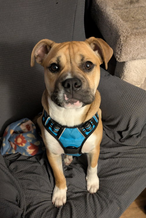 Louie *Help! I need a foster home!*