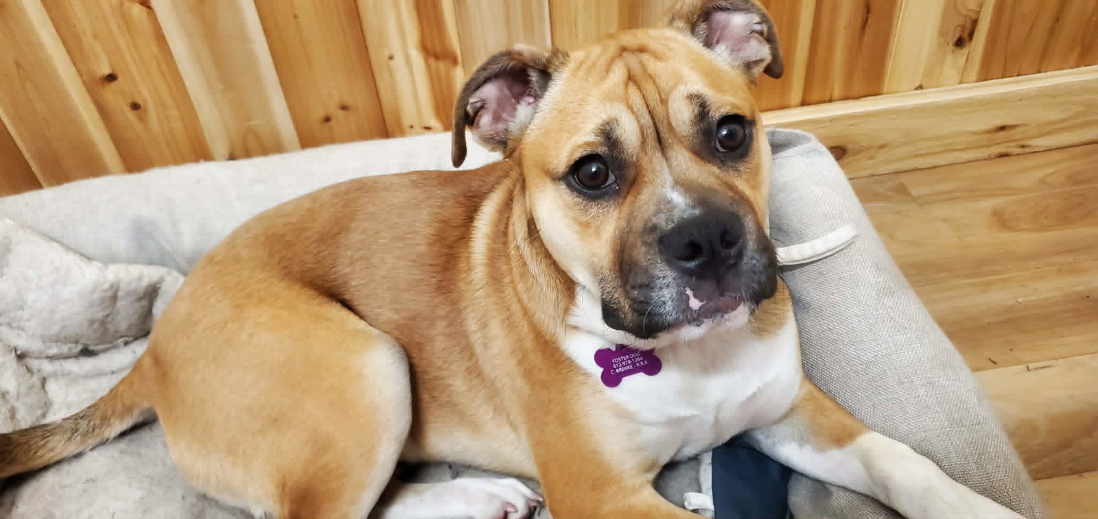 Louie *Help! I need a foster home!*