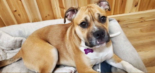 Louie *Help! I need a foster home