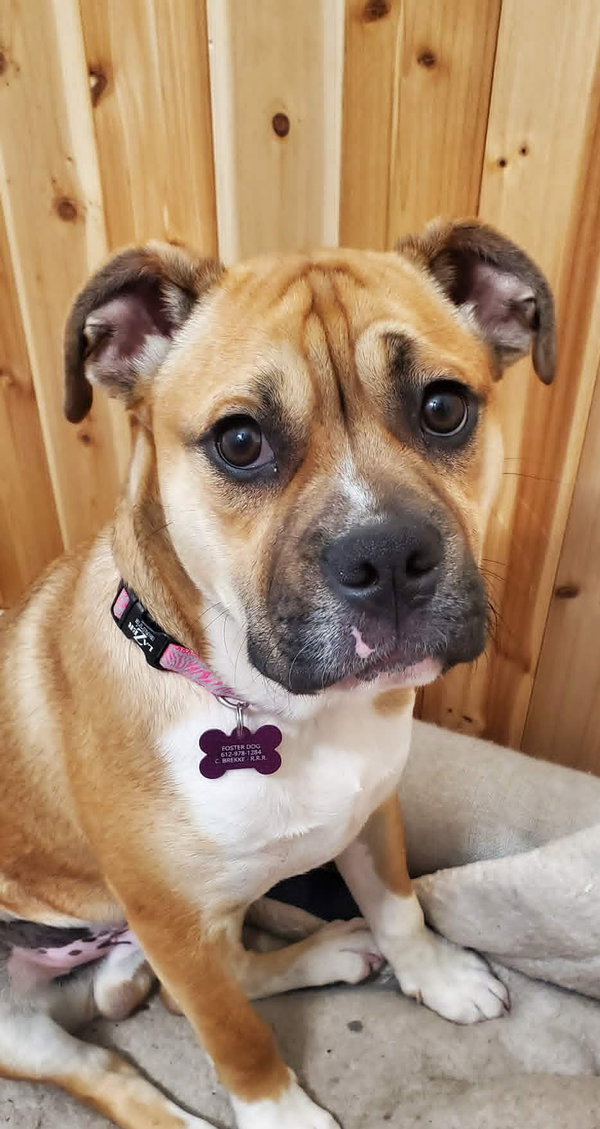 Louie *Help! I need a foster home!*