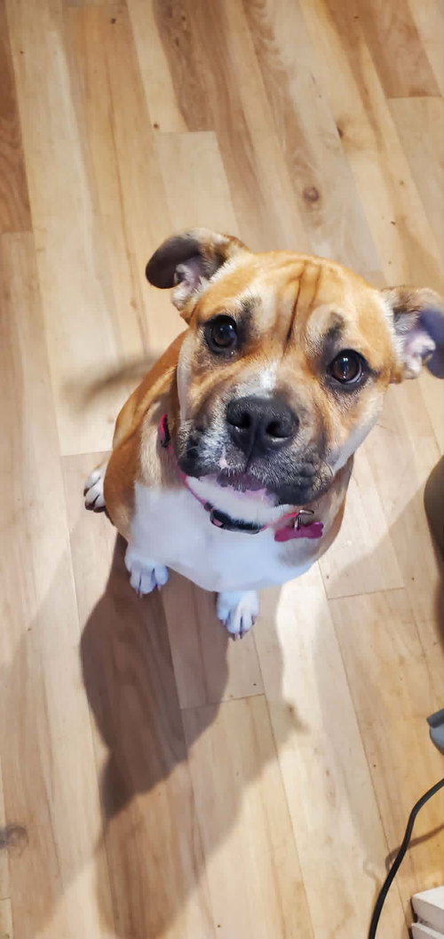 Louie *Help! I need a foster home photo 3