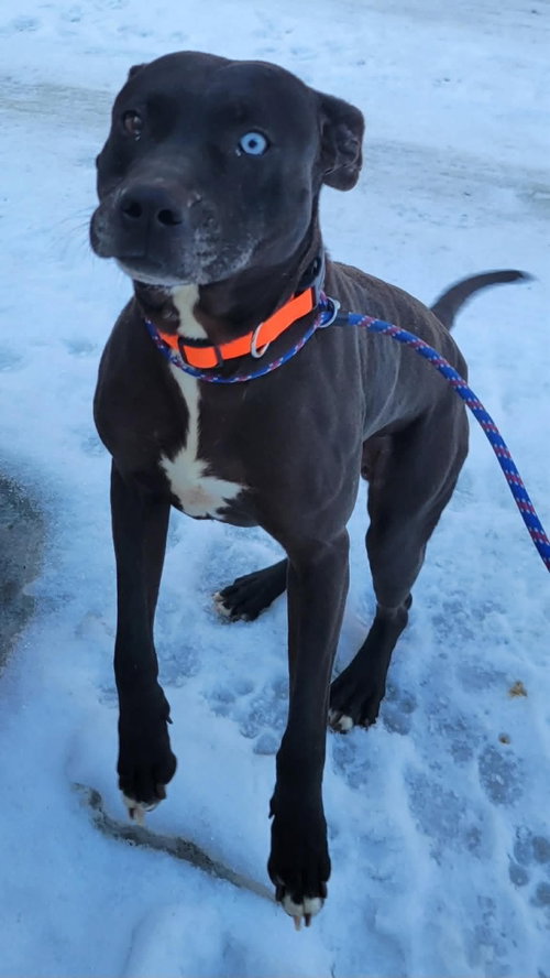 Socrates *Help! I need a foster home!*
