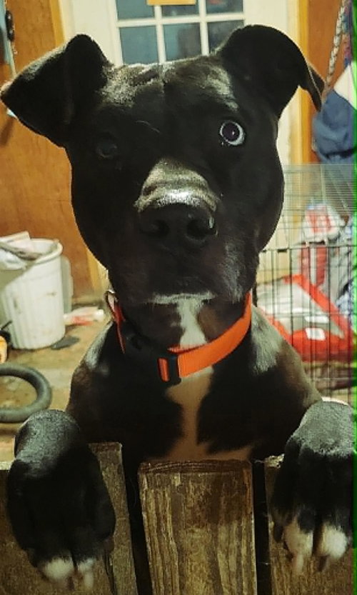 Socrates *Help! I need a foster home photo 2