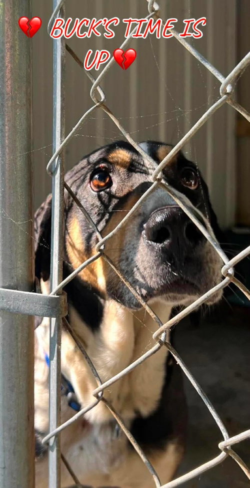 Buck *Help! I need a foster home!*