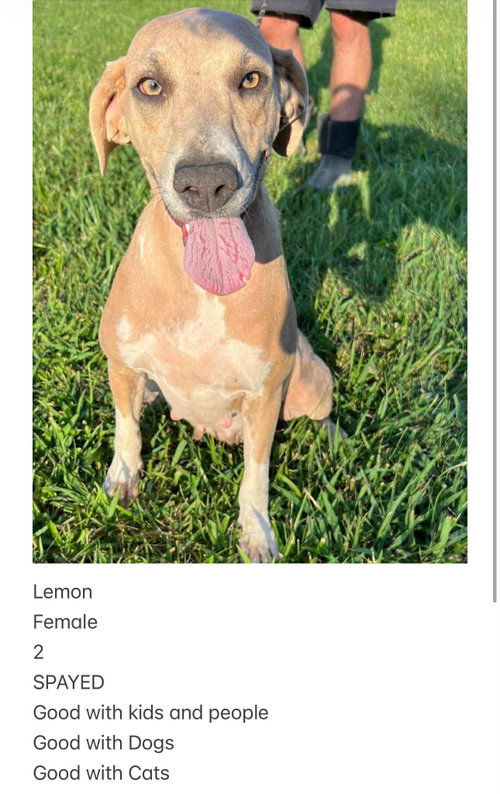 Lemon, Peach and Mango (Foster Needed!)