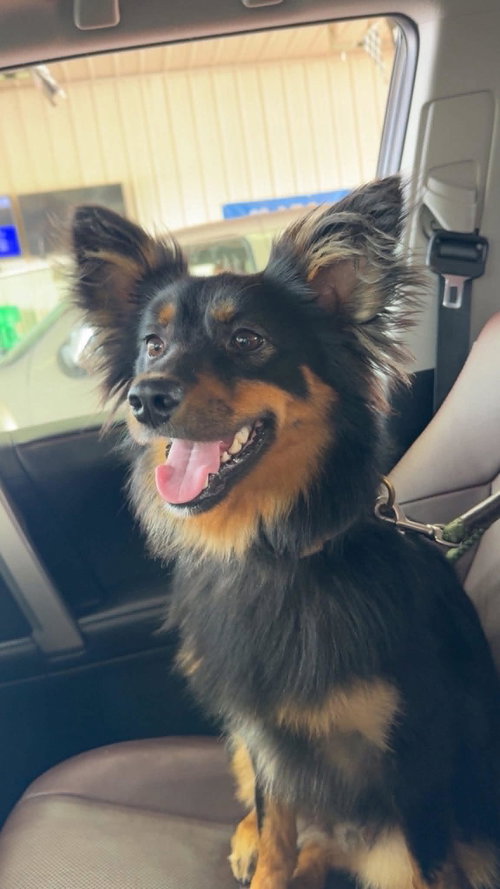 Jasper *Help! I need a foster home!*, an adoptable Australian Shepherd in Crystal, MN