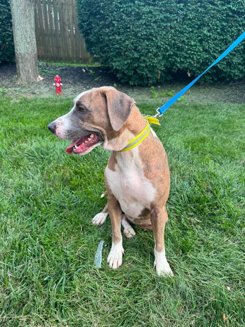 Peach *I Could Use A Foster Home!* photo 3