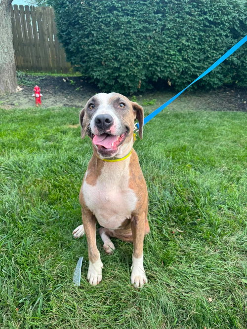 Peach *I could use a foster home!*, an adoptable Hound in Crystal, MN