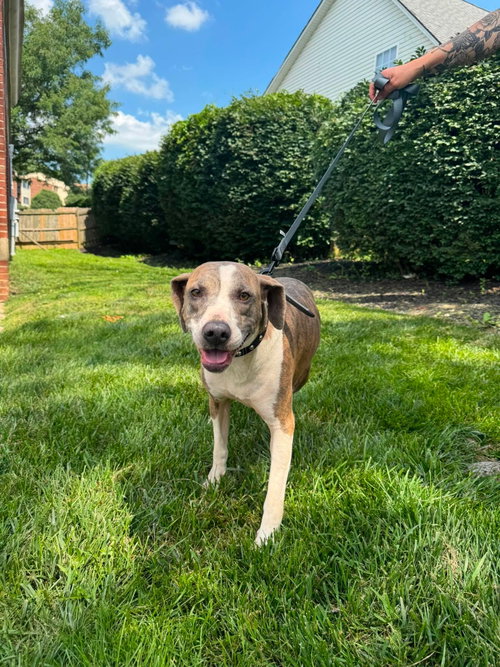 Mango *I could use a foster home!*, an adoptable Hound in Crystal, MN