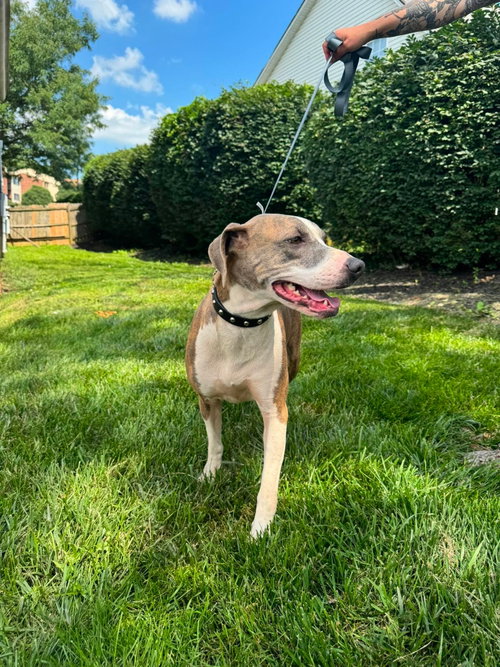 Mango *I Could Use A Foster Home!* photo 4