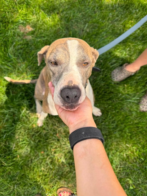 Mango *I Could Use A Foster Home!* photo 5
