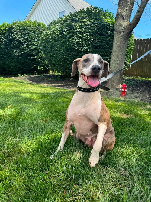 Mango *I Could Use A Foster Home!* photo 2