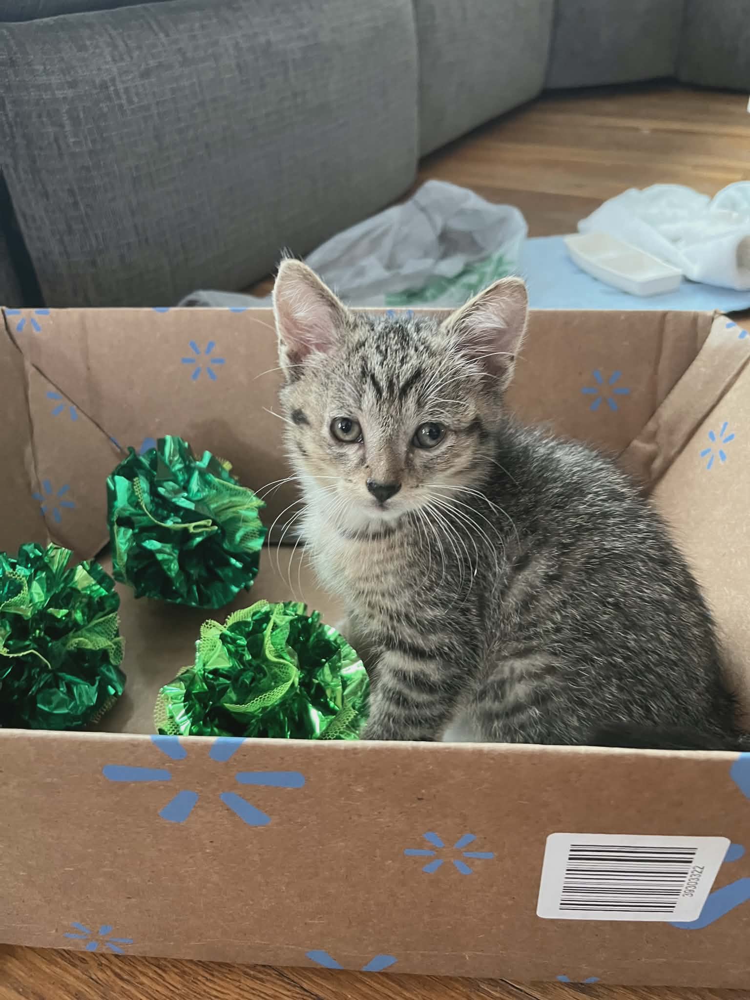 Boots - Tabby