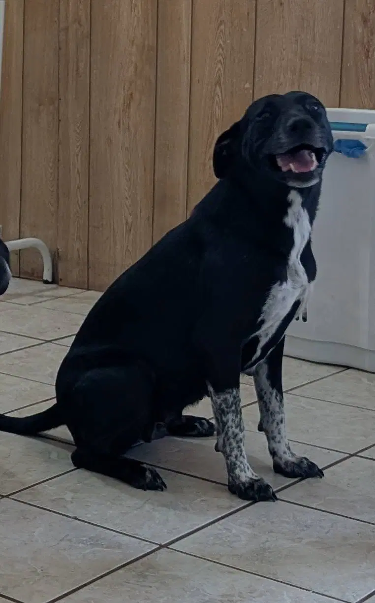 Cookie Help I Need A Foster Home image 3