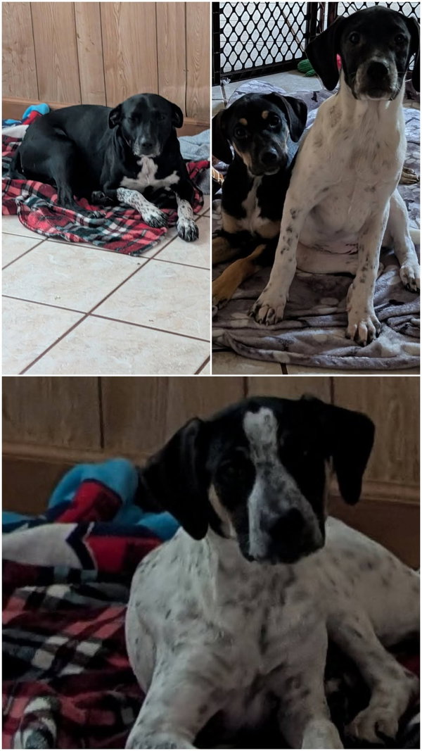 Cookie *Help! I need a foster home!*