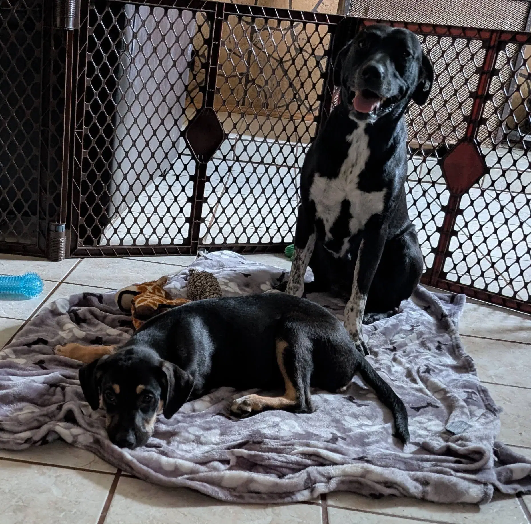 Cookie Help I Need A Foster Home - Labrador Retriever